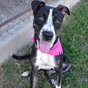 Madeline, Terrier, Pit Bull, young, available for adoption