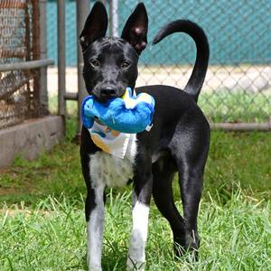 Frank, Shepherd, available for adoption