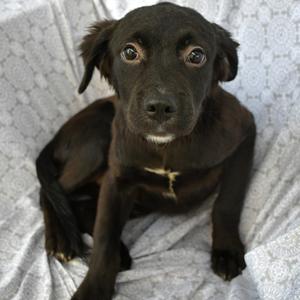 Atlas, Retriever, Labrador, available for adoption