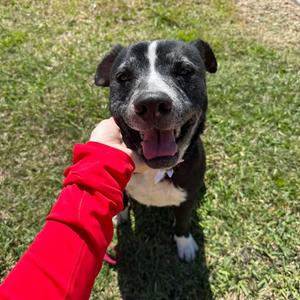 Mark, Retriever, Black Labrador, adult, available for adoption