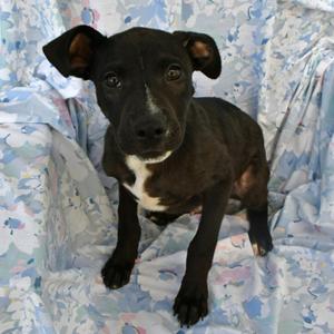 Groover, Retriever, Black Labrador, available for adoption