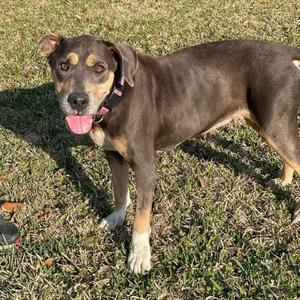 a brown and black dog standing on grass with its tongue out