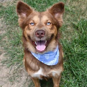 Herbie, Queensland Heeler, young, available for adoption