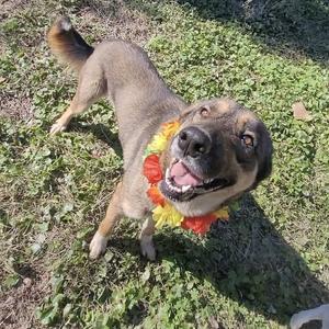 Lola, Shepherd, German, adult, available for adoption