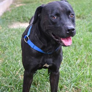 Crow, Retriever, Black Labrador, adult, available for adoption