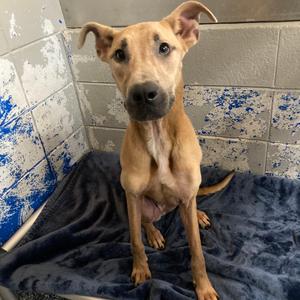 Karina, Retriever, Chocolate Labrador, young, available for adoption