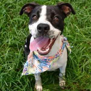 Daphne, Retriever, Labrador, young, available for adoption