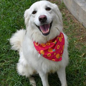 Miss Gumball, Pyrenees, Great, adult, available for adoption