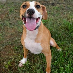 Cinnamon, Terrier, adult, available for adoption