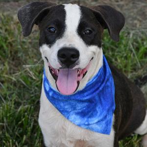 Garrett, Terrier, Pit Bull, available for adoption