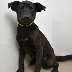 Maya, Retriever, Black Labrador, available for adoption