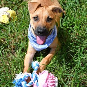 Hayride, Retriever, Labrador, available for adoption
