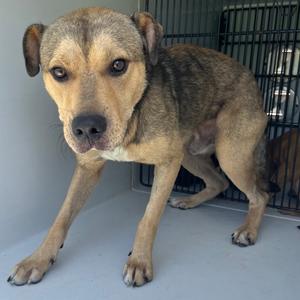 Joplin, Shepherd, adult, available for adoption