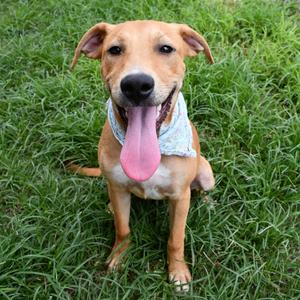 Island, Retriever, Labrador, available for adoption