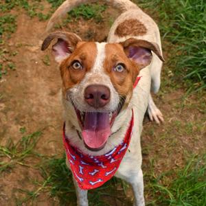 Duke Thymes, Cattle Dog, Australian (Red Heeler), young, available for adoption