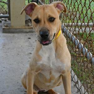 A tan dog with a yellow collar sitting in front of a chain-link fence.