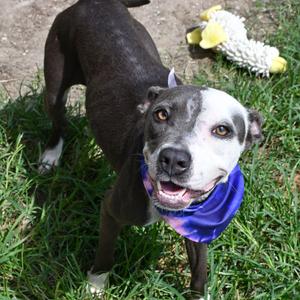 KHLOE, Terrier, Pit Bull, young, available for adoption