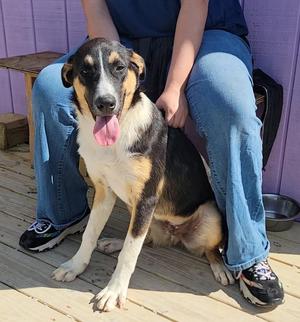 Ralph, German Shepherd Dog, puppy, available for adoption