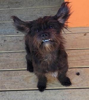 Benji, Schnauzer, young, available for adoption