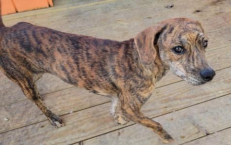 A brindle-colored dog standing on a wooden deck, looking towards the camera.
