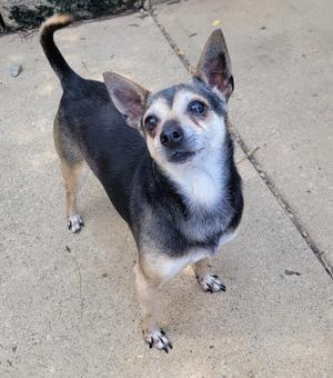A small black and tan Chihuahua dog standing on a concrete surface, looking up with its ears perked and tail raised.