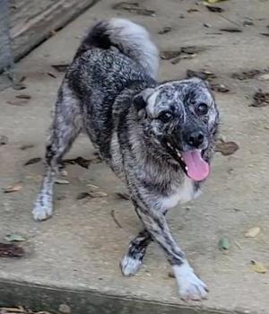 A brindle-colored dog with a white chest and paws, standing on a concrete surface with its tongue out, appearing happy and playful.