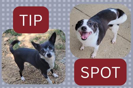 Two dogs, one black and white and one black and white with a white chest, are shown in separate images. The first dog is standing on grass, and the second dog is standing on a sidewalk. The words "TIP" and "SPOT" are written in red boxes above and below the images, respectively.