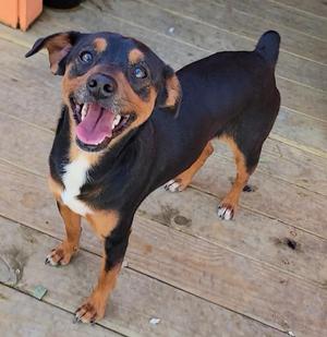 A black and tan dog with a white chest standing on a wooden deck, looking up with its mouth open and tongue out.