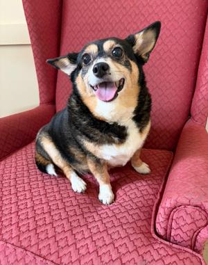Bella, Chihuahua, senior, available for adoption