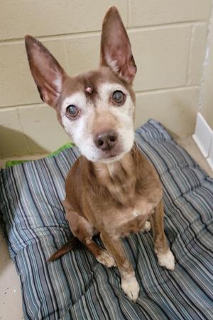 A brown dog with large ears and a white face is sitting on a striped blanket.