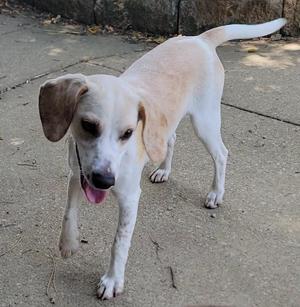 a light-colored dog with floppy ears standing on a concrete surface