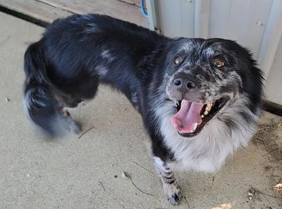 A black and white dog with a speckled face, standing on a concrete surface, looking up with its mouth open and tongue out.