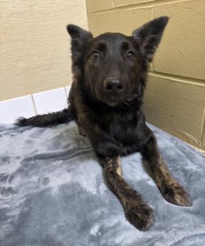 Izzy, German Shepherd Dog, puppy, available for adoption