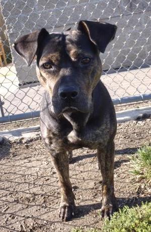 CATALEYA, Rottweiler / Pit Bull Terrier, adult, available for adoption