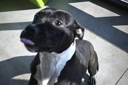 ELLIE MAY, Pit Bull Terrier, adult, available for adoption