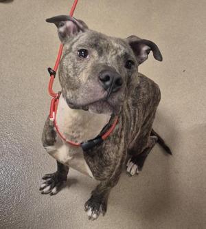 BISCOTTI, Pit Bull Terrier, adult, available for adoption