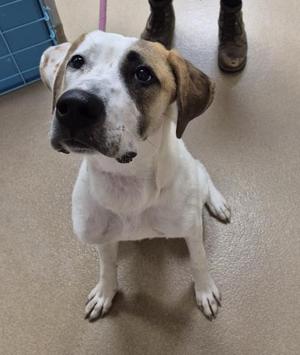 A white and brown dog sitting on a floor, looking up at the camera.