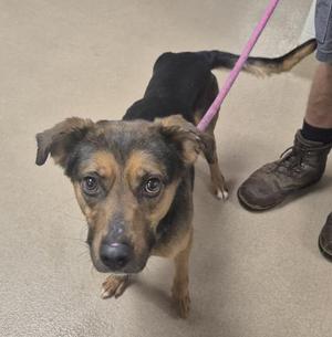 UNO, Black and Tan Coonhound, adult, available for adoption