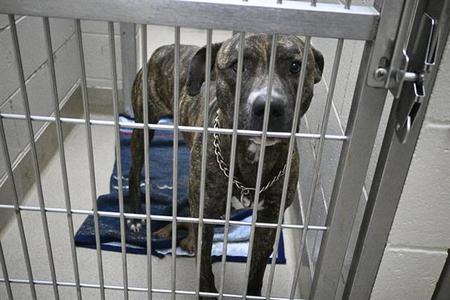 BRICK, Pit Bull Terrier, adult, available for adoption