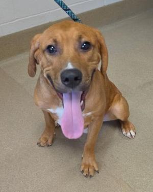 A brown dog with floppy ears and a pink tongue sticking out, sitting on a beige floor.