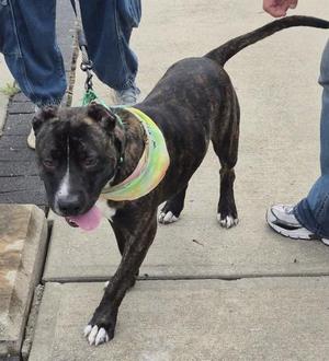 LASSO, Pit Bull Terrier, young, available for adoption