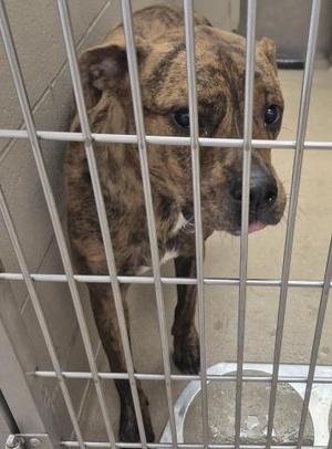 GOURD, Pit Bull Terrier, young, available for adoption