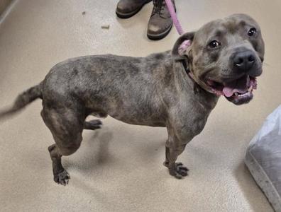 CAPONE, Pit Bull Terrier, adult, available for adoption