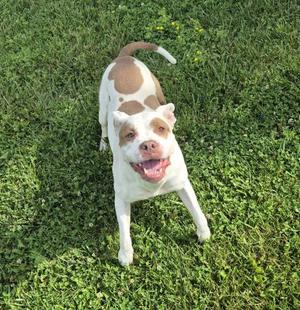 SERENA, Pit Bull Terrier, adult, available for adoption