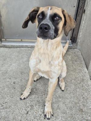 a brown and white dog sitting on a concrete surface