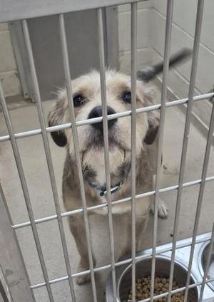BUCK MOON, Airedale Terrier, young, available for adoption