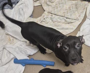LULU, Pit Bull Terrier, puppy, available for adoption