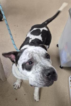 BLU MOON, Pit Bull Terrier, adult, available for adoption