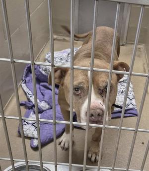 GUAPO, Pit Bull Terrier, senior, available for adoption