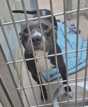 A black and white dog with a blue blanket in the background, standing behind a metal fence.
